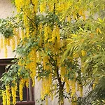 Διαμέρισμα Des Dames 40m2,jardin Fleuri Sainte-Savine
