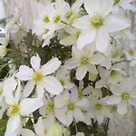 Des Dames 40m2,jardin Fleuri * Sainte-Savine